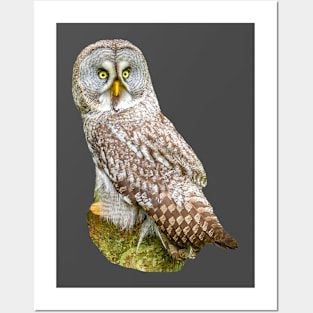 Great Grey Owl Posters and Art